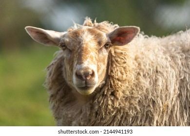 9,215 Sheep Camera Images, Stock Photos & Vectors 