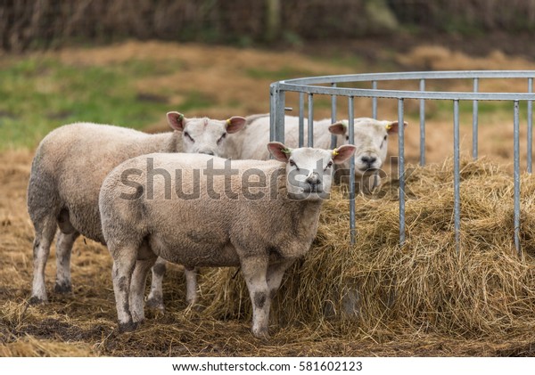 Sheep Looking Feeder Stock Photo Edit Now 581602123