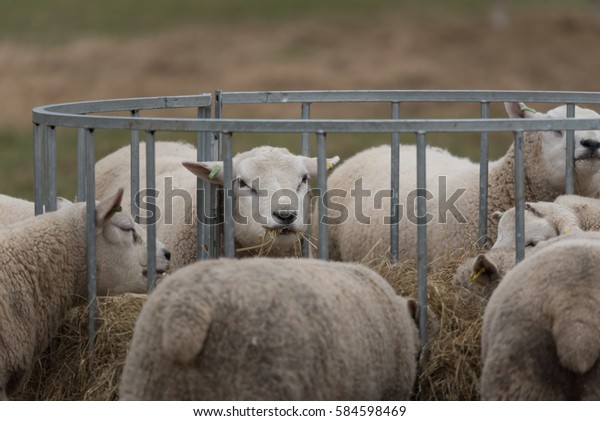 Sheep Looking Feeder Stock Photo Edit Now 584598469