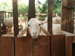 A Sheep Looking Over A Wooden Fence In A Pen With Other Sheep In The Background