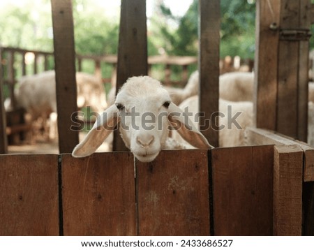 A sheep looking over a wooden fence in a pen with other sheep in the background