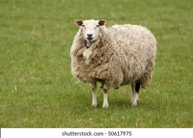 Sheep Winter Coat Standing Alone On Stock Photo 482126671 | Shutterstock