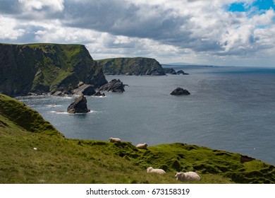 Sheep lying on the grass at the cliffs of Hermaness in Shetland
