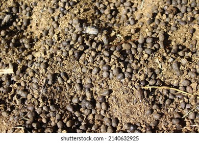 625 Sheep manure Images, Stock Photos & Vectors | Shutterstock