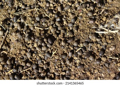 54 Lamb poop Images, Stock Photos & Vectors | Shutterstock