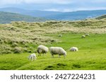 Sheep marked with colorful dye grazing in green pastures. Adult sheep and baby lambs feeding in lush green meadows of Ireland.