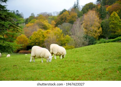 Sheep marked with colorful dye grazing in green pastures on autumn day. Adult sheep and baby lambs feeding in lush green meadows of England.