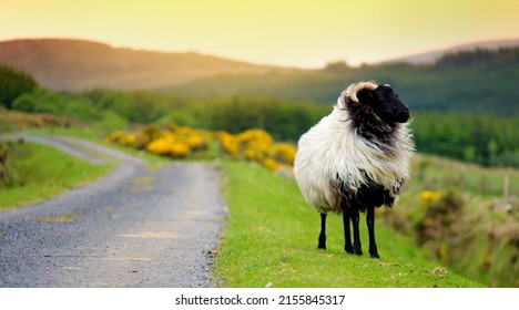 Sheep Marked With Colorful Dye Grazing In Green Pastures. Adult Sheep And Baby Lambs Feeding In Lush Green Meadows Of Ireland.