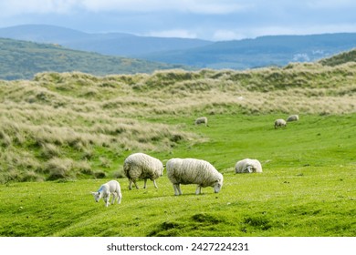 Sheep marked with colorful dye grazing in green pastures. Adult sheep and baby lambs feeding in lush green meadows of Ireland. - Powered by Shutterstock