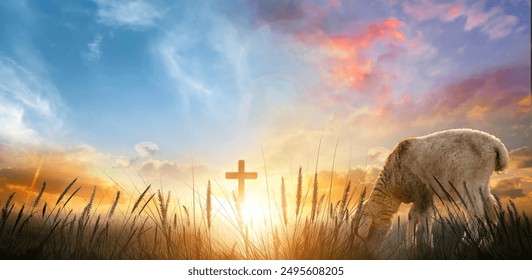 Sheep in the meadow with cross at sunset. Easter background