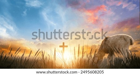 Sheep in the meadow with cross at sunset. Easter background