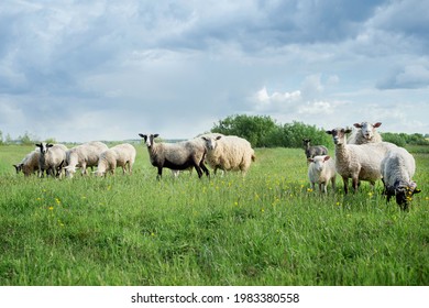 Sheep in the meadow. Sheep on the green grass. A flock of sheep. Farm