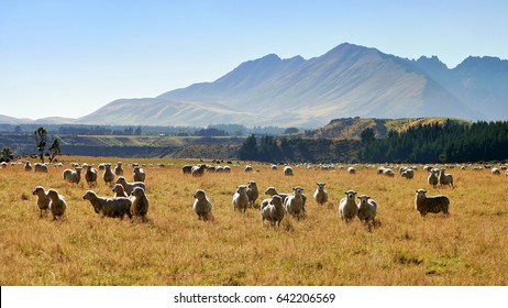 Sheep in the meadow under the mountains. Backlight. New Zealand