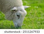 The sheep in the meadows. Sheep pasture on an farm, close up. Sheep eating grass on a field. Sheep grazing in an alpine meadow.