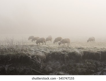 Sheep In Mist - Shutterstock ID 545747155