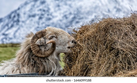 Sheep Moel Siabod Snowdonia North Wales 