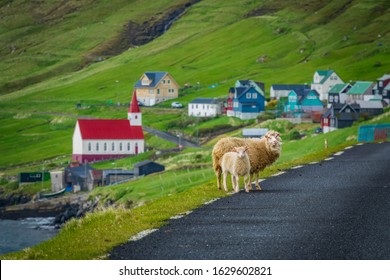 Sheep mom   baby looking to the camera at road edge in Faroe Islands and blurred village in the background