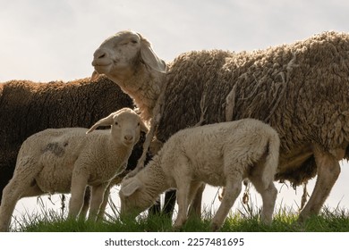 Sheep mom with lambs in spring - Shutterstock ID 2257481695