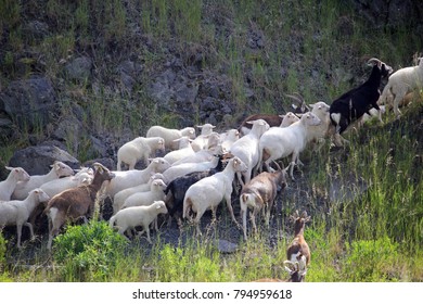 sheep in the mountain