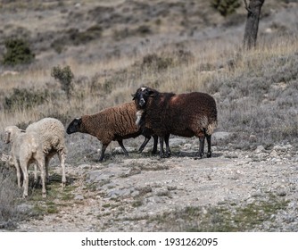 sheep in a mountain area grazing