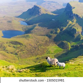  Sheep In Mountain, Isle of Skye, Scotland, United Kingdom, Panoramic view On Isle of Skye