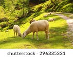 Sheep in the mountain landscacpe