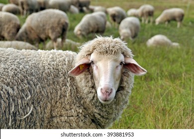 Schafe in der Natur auf der Wiese. Die Landwirtschaft im Freien.