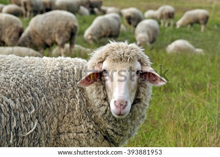 Sheep in nature on meadow. Farming outdoor.
