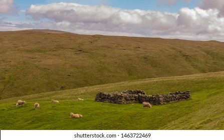 Sheep Near A Dry Stone Pen At Hermaness