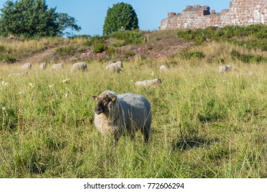 Sheep Near The Fortress Of Bomarsund, Aland Islands, Finland