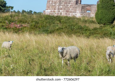 Sheep Near The Fortress Of Bomarsund, Aland Islands, Finland