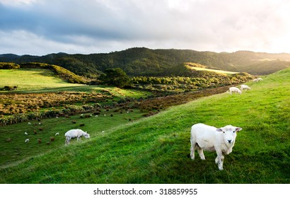 Sheep in New Zealand.