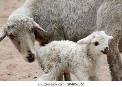 Sheep with Newborn Lamb