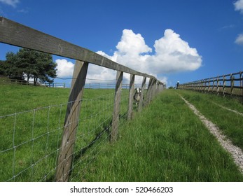 Sheep Next To Farm Fencing Going Up A Track To A Blue Sky.