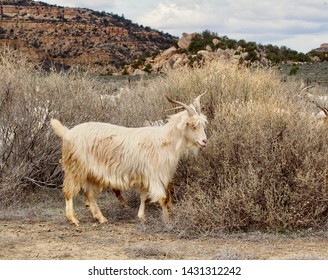 Sheep north of Gallup New Mexico 1         