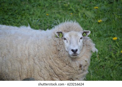 36,032 Sheep Close Up Images, Stock Photos & Vectors | Shutterstock