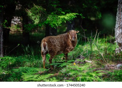 Sheep On Aland Islands, Finland