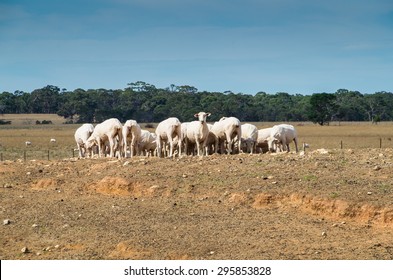 Sheep On An Australian Sheep Farm Near Ballarat,, Australia During A Summer Drought.