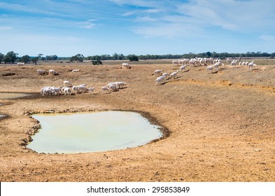 Sheep On An Australian Sheep Farm Near Ballarat,, Australia During A Summer Drought.