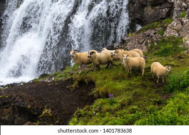 Sheep on the background of a waterfall. Iceland