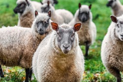 Sheep On Beautiful English Field,UK.