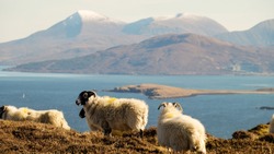 Sheep On Ben Tianavaig Mountain With Ocean In The Background In The Scottish Highlands On A Sunny Afternoon On The Isle Of Skye, United Kingdom.