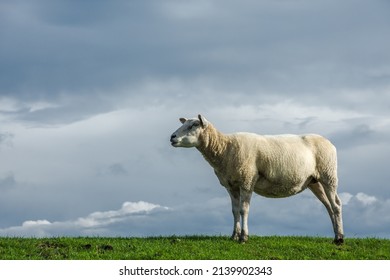 Sheep On Dike, Eiderstedt, North Frisia, Schleswig-Holstein, Germany