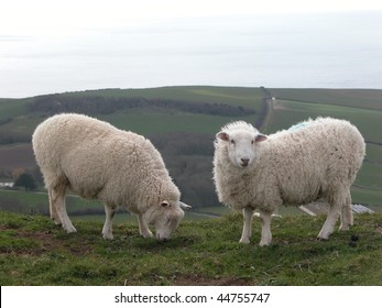 Sheep On Dorset Coastal Path