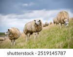 Sheep on a dutch dike