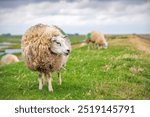 Sheep on a dutch dike