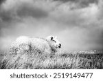 Sheep on a dutch dike