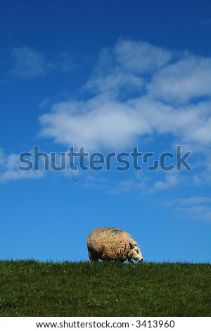 Similar – square sheep Colour photo