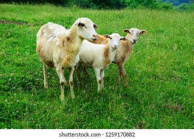 Sheep on family farm, ewe with two half-grown lambs, Webster County, West Virginia, USA.  Sheep breed is Katahdin and Barbados Blackbelly mix. - Shutterstock ID 1259170882