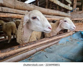 sheep on the farm.  cute sheep face in indonesian local farm - Shutterstock ID 2234990851